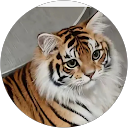 Ahmad H. profile picture